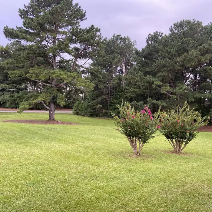 Crepe myrtles in a mulched bed beneath tall Georgia pines