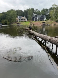 Fallen tree stretching out into the lake, with lake homes across the water