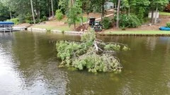 Downed tree lying in the lake off a wooded shoreline